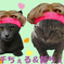 ぐちちぇる＆しんちぇる