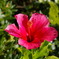 IMGP0979
