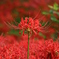 真紅の曼珠沙華