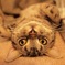 逆さまにゃ