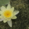 test_4　bubble lily