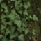 test_5　chain leaves