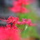 彼岸花