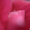 薔薇に雨粒