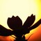 秋桜_silhouette