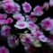 花形スター