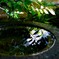 水かがみ