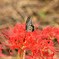 花にちょう