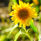 残暑の向日葵