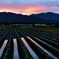 夕日と茄子畑