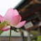 蓮の花
