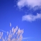 芒