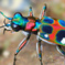 Tiger beetle