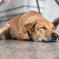 犬