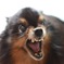 犬