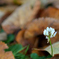 ふらり散歩　in Autumn leaves
