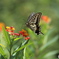 butterfly　No.2