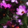 秋桜