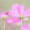秋桜2