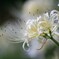 明日香の秋　稲渕の花