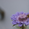 花の名は