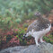 雷鳥くん