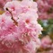 八重桜のアップ