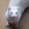 フェレット
