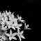 White　flower