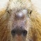 お、カ、カピバラ！？