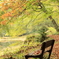 深まる秋　少々紅葉