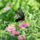 butterfly...✲