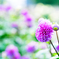 花と蕾
