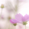 秋桜3