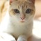 日向猫