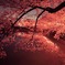 夜桜