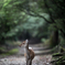 鹿苑前にて