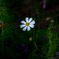 White cosmos