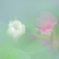 綿花｜メンカ