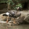 白鳥の湖