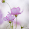 秋桜4