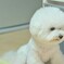 テスト愛犬