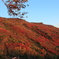 大雪の紅葉