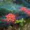 道端の彼岸-red spider lily-