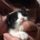 手乗り猫