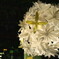 造花-2