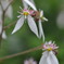 Saxifraga stolonifera