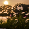 夕暮れの秋桜Ⅱ
