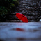 umbrella