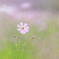 しとやかに